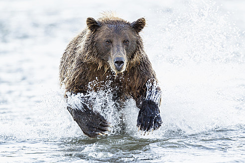 USA, Alaska, Braunbär versucht Lachs im Silver Salmon Creek im Lake Clark National Park and Preserve zu fangen - FOF004327