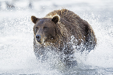 USA, Alaska, Braunbär versucht Lachs im Silver Salmon Creek im Lake Clark National Park and Preserve zu fangen - FOF004325