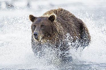 USA, Alaska, Brown bear is trying to catch salmon in Silver salmon creek at Lake Clark National Park and Preserve - FOF004325