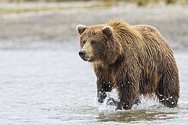 USA, Alaska, Braunbär im Silver Salmon Creek im Lake Clark National Park and Preserve - FOF004322