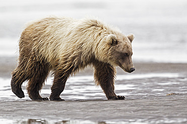 USA, Alaska, Braunbär im Silver Salmon Creek im Lake Clark National Park and Preserve - FOF004320