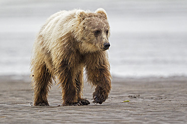 USA, Alaska, Braunbär im Silver Salmon Creek im Lake Clark National Park and Preserve - FOF004319