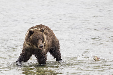 USA, Alasaka, Brown bear in Chilkoot Lake - FOF004317