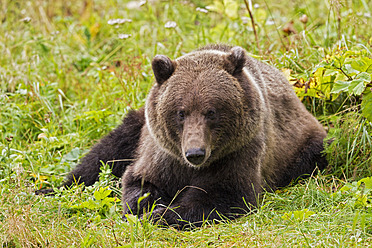 USA, Alsaka, Braunbär auf einer Wiese in der Nähe des Chilkoot-Sees - FOF004316