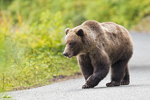 USA, Alaska, Braunbär auf der Straße in der Nähe des Chikoot-Sees - FOF004315