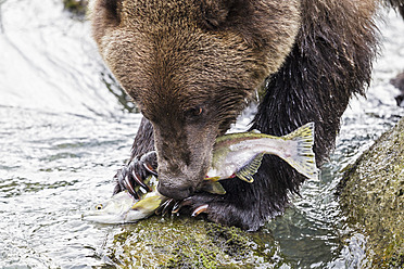 USA, Alaska, Brown bear eating salmon at Chilkoot Lake - FOF004312