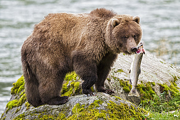 USA, Alaska, Brown bear caught salmon at Chilkoot Lake - FOF004311