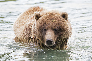 USA, Alasaka, Braunbär im Chilkoot-See - FOF004310