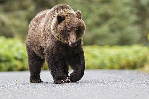 USA, Alaska, Brown bear walking on road near Chikoot Lake - FOF004309