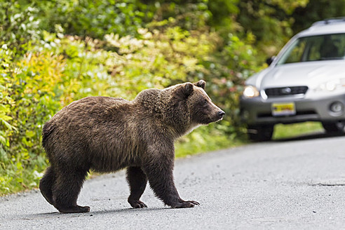 USA, Alaska, Braunbär auf der Straße in der Nähe des Chikoot-Sees - FOF004308