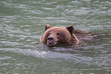 USA, Alasaka, Braunbär im Chilkoot-See - FOF004306