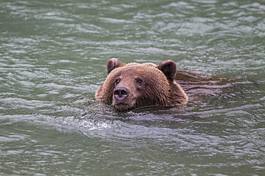 USA, Alasaka, Brown bear in Chilkoot Lake - FOF004306