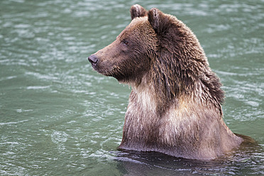 USA, Alasaka, Braunbär im Chilkoot-See - FOF004305