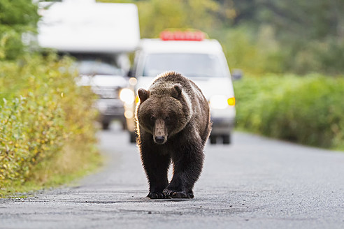 USA, Braunbär läuft auf der Straße vor einem Auto - FOF004303