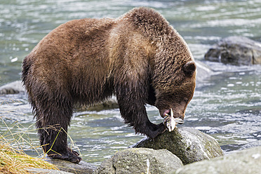 USA, Alaska, Brown bear caught salmon at Chilkoot Lake - FOF004302
