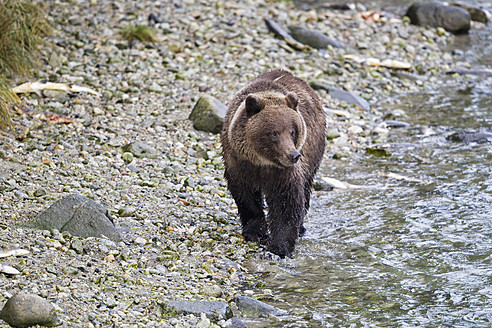 USA, Alaska,Braunbär beim Spaziergang am Chilkoot-See - FOF004301