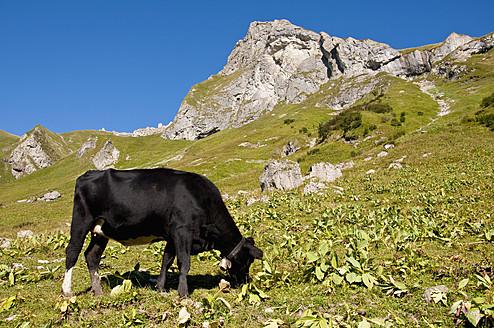 Österreich, Schwarze Kuh grasend auf Almwiese in den Tannheimer Alpen - UMF000531