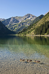 Österreich, Blick auf den Vilsalpsee, Enten im Vordergrund - UMF000538