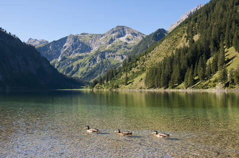 Österreich, Blick auf den Vilsalpsee, Enten im Vordergrund, lizenzfreies Stockfoto
