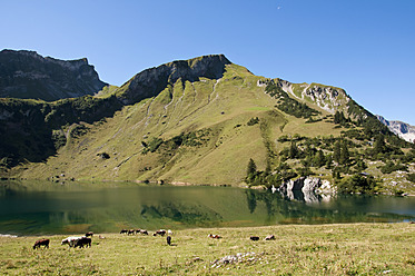 Österreich, Blick auf den Traualpsee, Kühe im Vordergrund - UMF000543