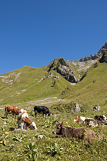 Österreich, Kühe grasen auf einer Wiese in den Tannheimer Alpen - UMF000544