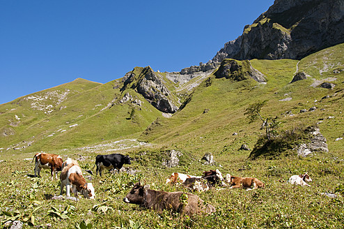 Österreich, Kühe grasen auf einer Wiese in den Tannheimer Alpen - UMF000545