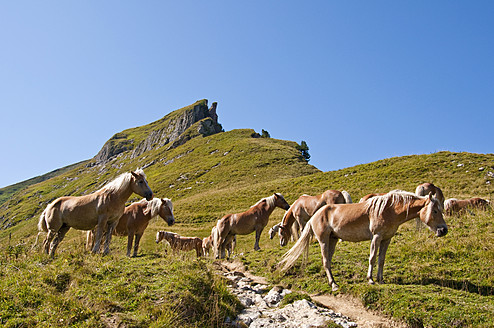 Österreich, Pferde stehend auf einer Wiese in den Tannheimer Alpen - UMF000553