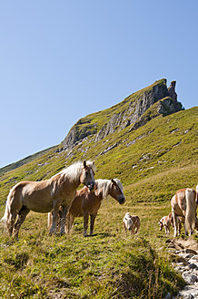Österreich, Pferde stehend auf einer Wiese in den Tannheimer Alpen - UMF000554