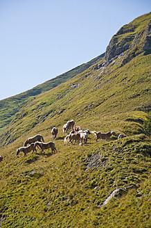 Österreich, Pferde stehend auf einer Wiese in den Tannheimer Alpen - UMF000557