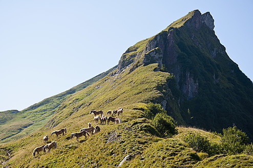 Österreich, Pferde stehend auf einer Wiese in den Tannheimer Alpen - UMF000558