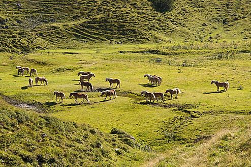 Österreich, Pferde stehend auf einer Wiese in den Tannheimer Alpen - UMF000560