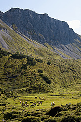 Österreich, Pferde auf einer Wiese stehend, im Hintergrund die Steinkarspitze - UMF000562