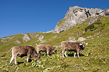Österreich, Kühe grasen auf einer Almwiese in den Tannheimer Alpen - UMF000563