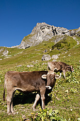 Österreich, Kühe grasen auf einer Almwiese in den Tannheimer Alpen - UMF000564