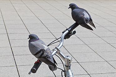 Germany, Baden Wuerttemberg, Stuttgart, Pigeons perching on handlebar of bicycle - WDF001290