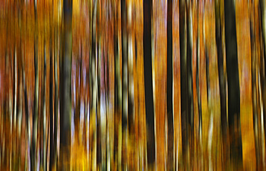 Germany, Saxony, Autumn forest in october - JTF000183
