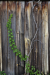 Germany, Bavaria, Ivy growing on wooden wall - AXF000350