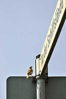 Deutschland, Baden Württemberg, Spatz auf Straßenschild - AXF000347