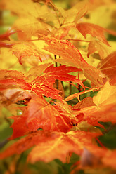 USA, Close up of autumn leaves - SMAF000021