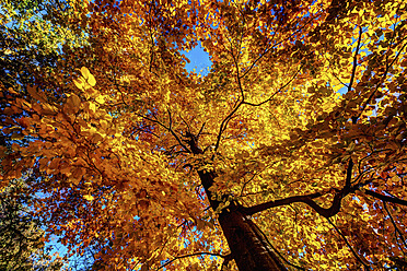 Großbritannien, Schottland, Herbstbaum gegen Himmel - SMAF000020