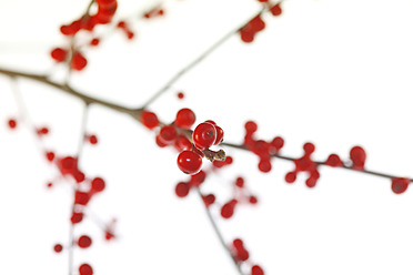 Close up of ilex on white background - JTF000189