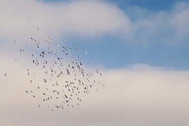 Portugal, Swarm of pigeons - WVF000282