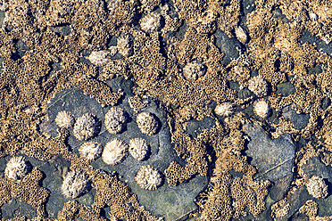 Portugal, Close-up of shell - WVF000286