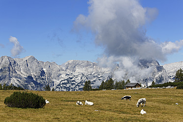 Österreich, Oberösterreich, Kühe auf der Weide im Toten Gebirge - SIEF002976