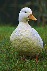 Netherlands, Duck perching on grass - MHF000002