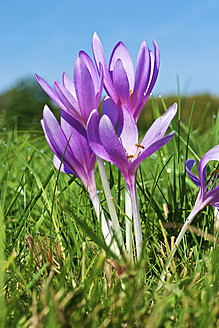 Deutschland, Hessen, Herbstkrokusblüte - MHF000011