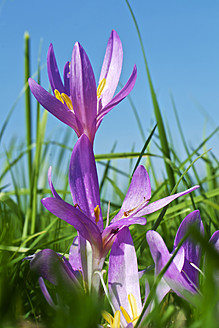 Deutschland, Hessen, Herbstkrokusblüte - MHF000012