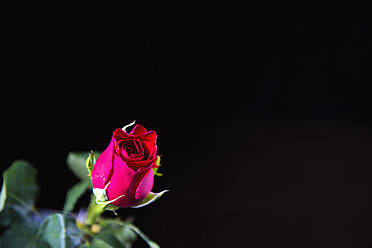 Red rose against black background, close up - ABAF000365