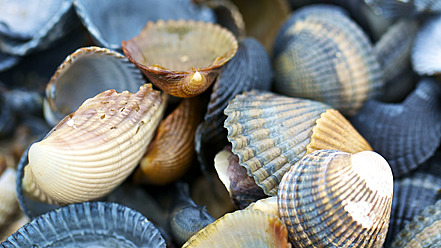 Netherlands, Zeeland, Close up of shells at North Sea - MHF000010