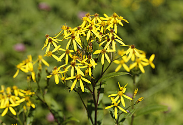 Österreich, Oberösterreich, Waldrebenkraut im Nationalpark Kalkalpen - SIEF003027